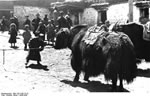 Bundesarchiv Bild 135-S-06-15-22, Tibetexpedition, Phari, Straßenszene, Jak