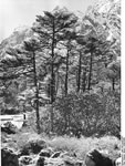 Bundesarchiv Bild 135-KA-05-071, Tibetexpedition, Wald