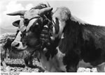 Bundesarchiv Bild 135-S-14-04-25, Tibetexpedition, Rind