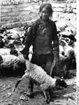 Bundesarchiv Bild 135-S-04-13-20, Tibetexpedition, Tibeterin mit Schaf