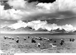 Bundesarchiv Bild 135-S-01-05-32, Tibetexpedition, Landschaftsaufnahme, Viehherde