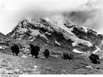 Bundesarchiv Bild 135-S-04-23-22, Tibetexpedition, Landschaftsaufnahme mit Jaks