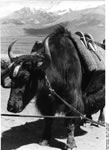 Bundesarchiv Bild 135-S-06-15-05, Tibetexpedition, Jak