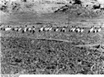 Bundesarchiv Bild 135-S-15-05-05, Tibetexpedition, Schwarzhalskraniche