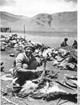 Bundesarchiv Bild 135-KB-16-018, Tibetexpedition, Tierpräparation