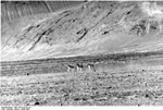 Bundesarchiv Bild 135-S-07-02-24, Tibetexpedition, Landschaftsaufnahme, Wildpferde